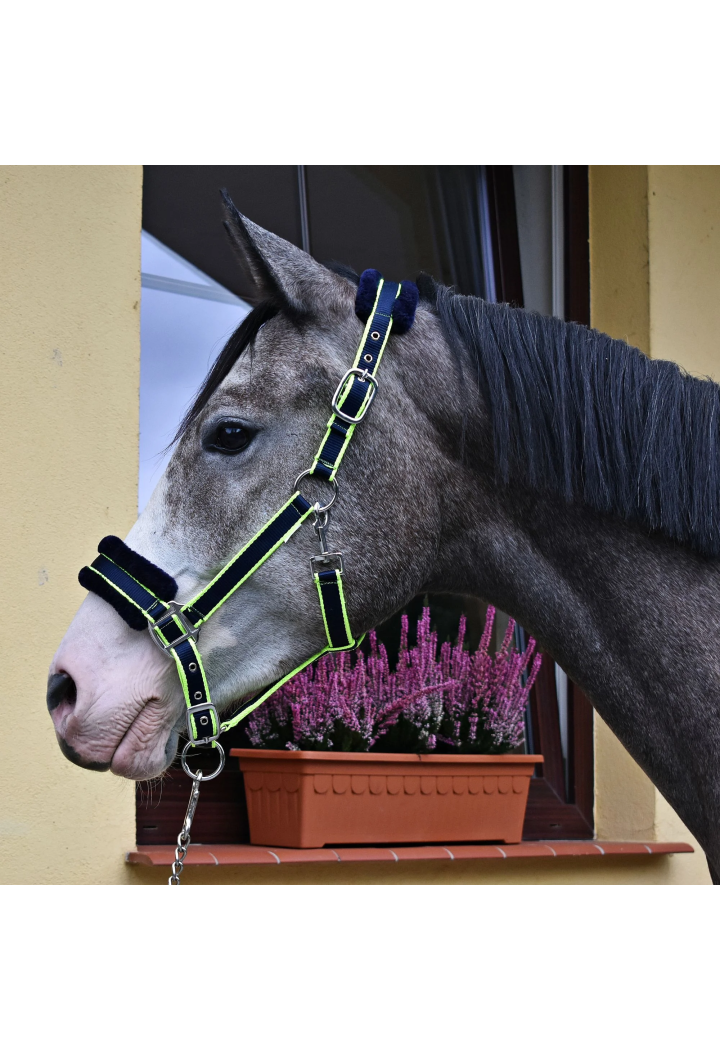 Halfter START NTF