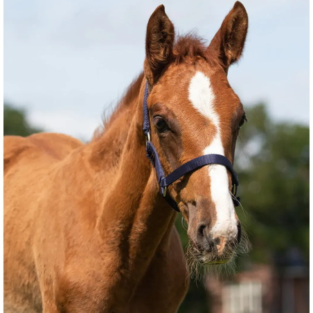 Headcollar foals QHP Shetty