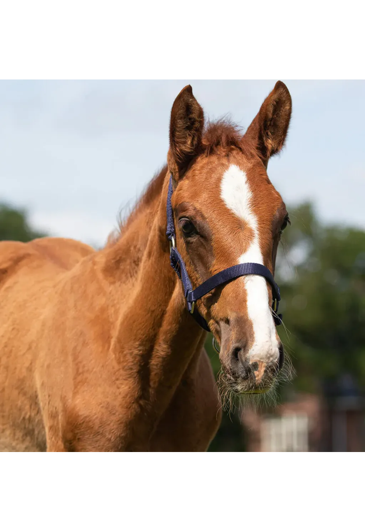 Ohlávka foals QHP Shetty