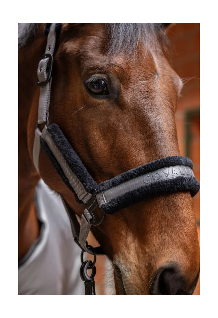 Headcollar COVALLIERO 25AW