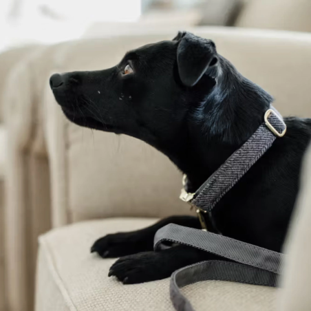 Collare per cani KENTUCKY Wool