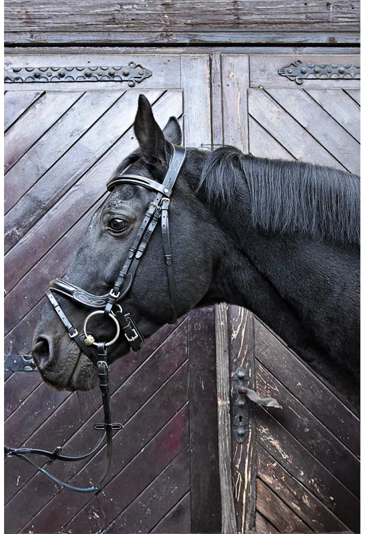 Uzdečka EQ.QUEEN Electra anatomical