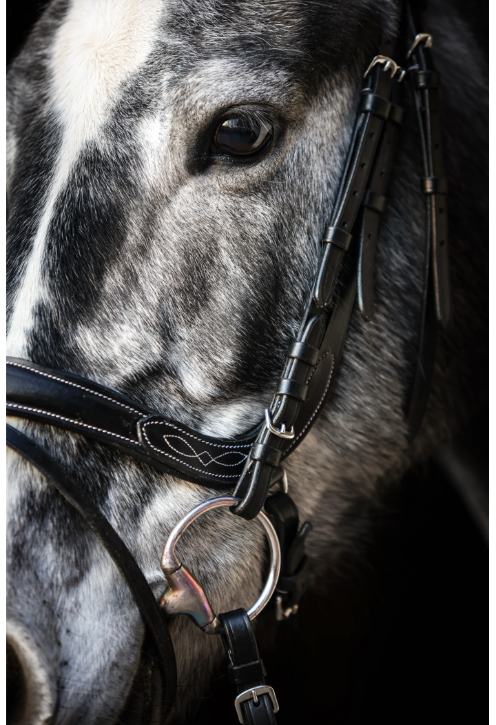 Bridle EQ.QUEEN Electra anatomical