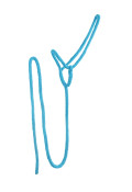 albastru