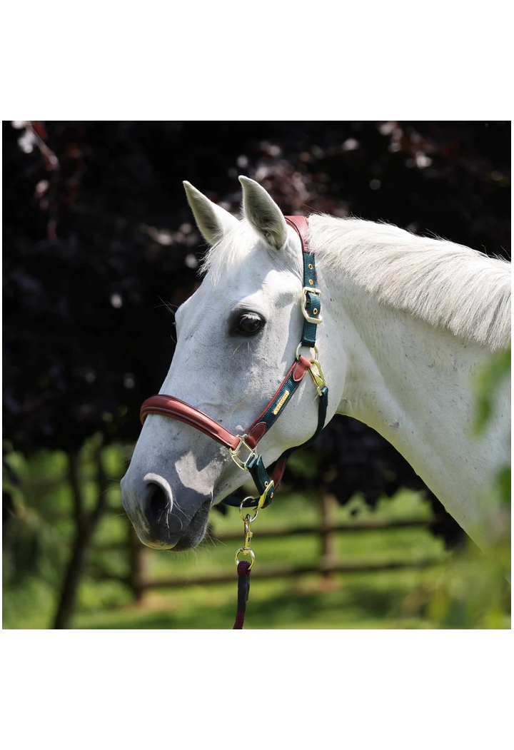 Headcollar leather SHIRES Velociti Lusso