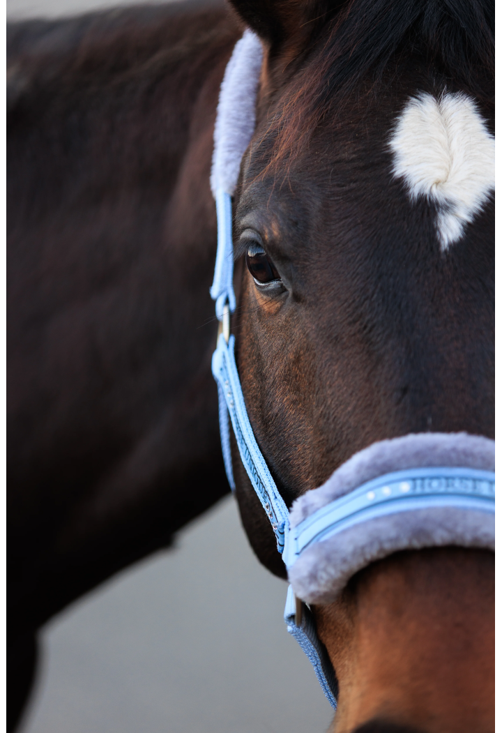 Halfter START Elegance