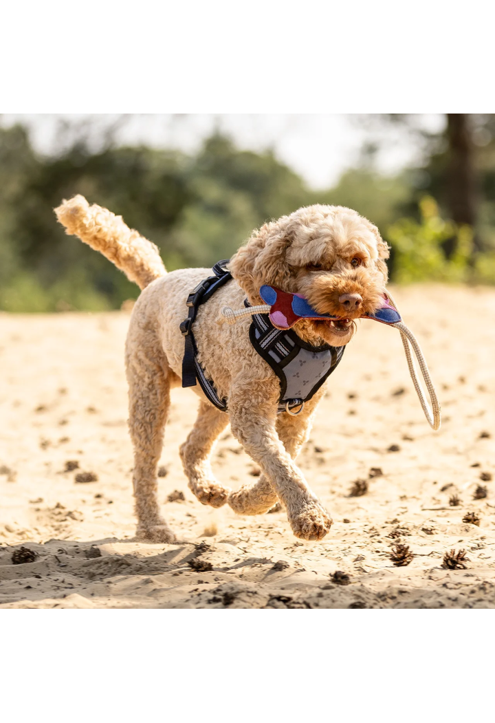 Toy for dog QHP spring/summer 2026