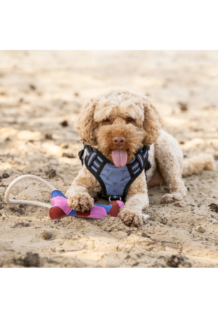 Spielzeug für Hund QHP Frühling / Sommer 2026