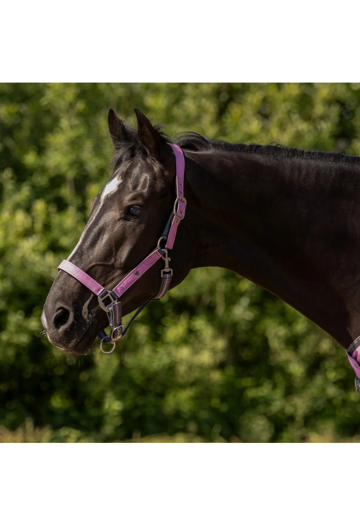 Headcollar with lead rope QHP Collection Spring/Summer 2026