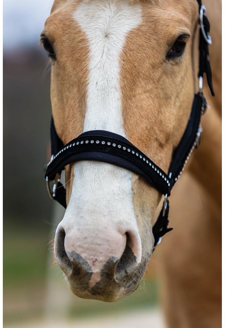 Headcollar START PremiumDiamonds