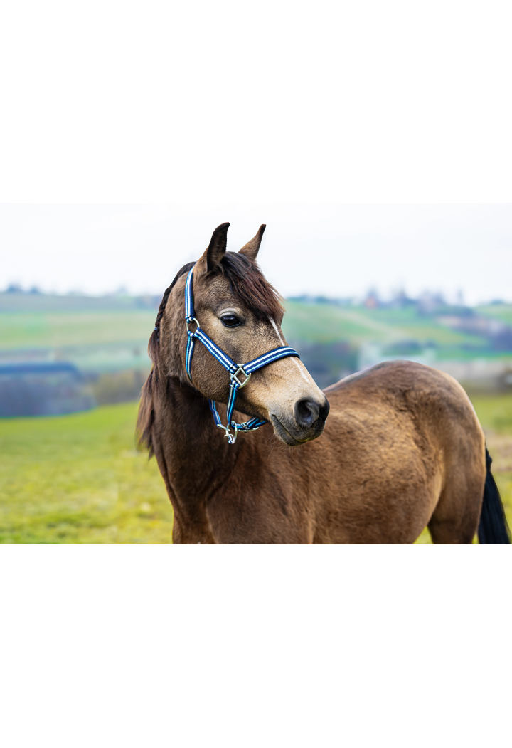 Headcollar START ZariSilverMini