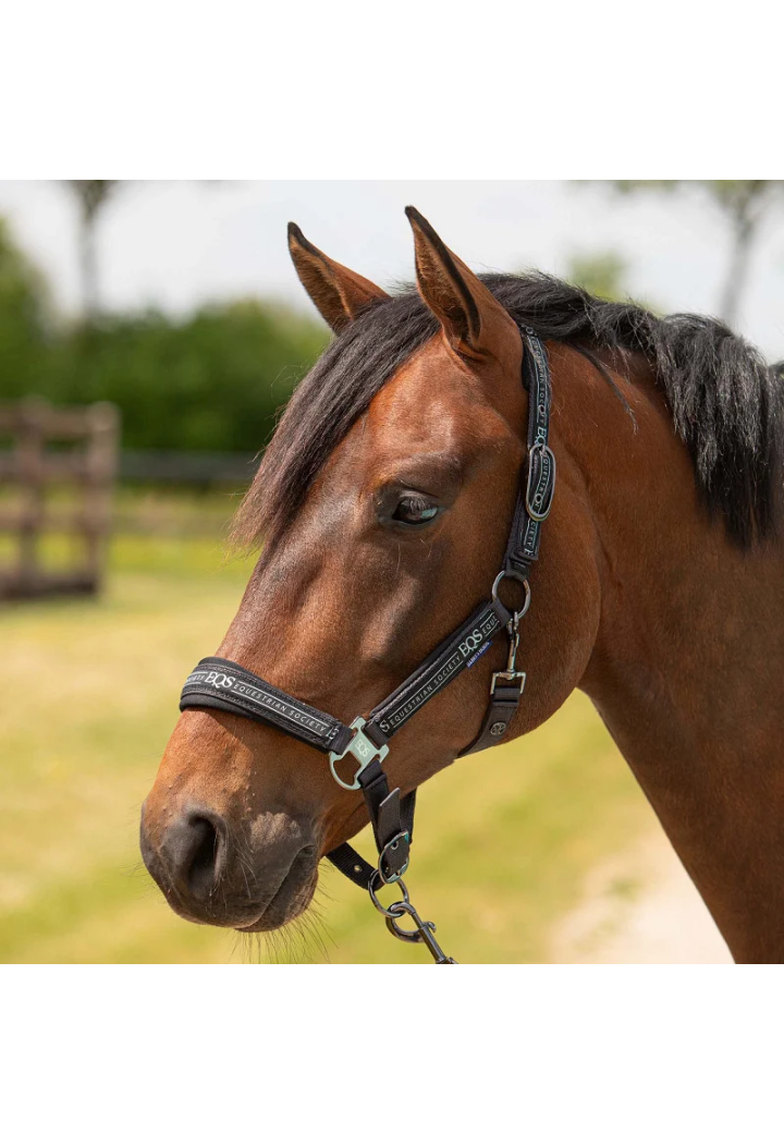 Headcollar lead rope Harry's Horse Eq.Society 26SS