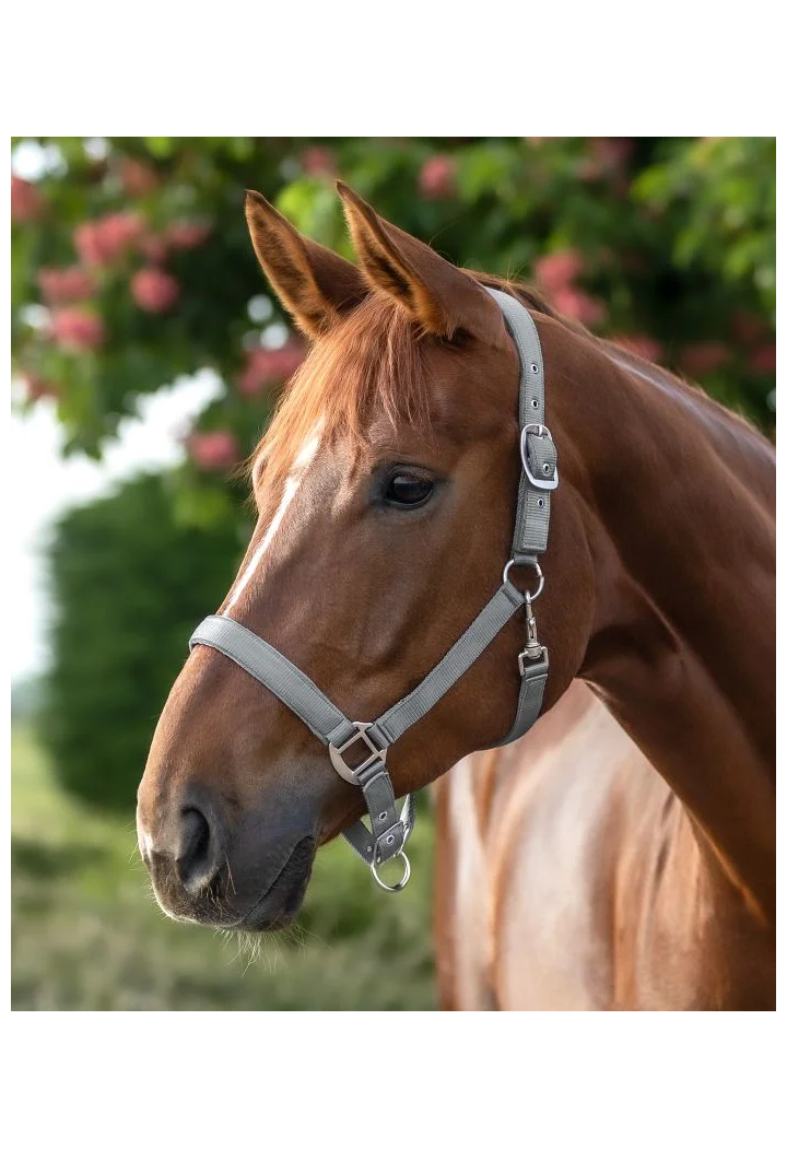 Headcollar WALDHAUSEN Satin