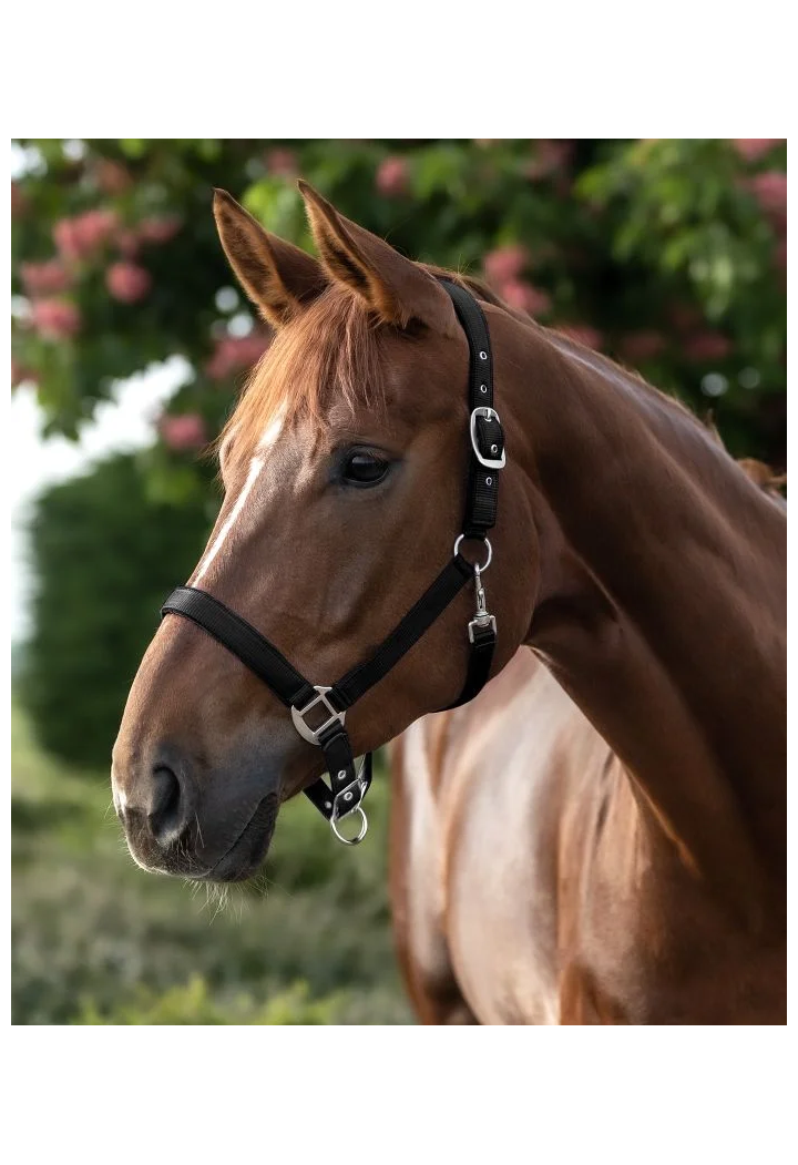 Headcollar WALDHAUSEN Satin