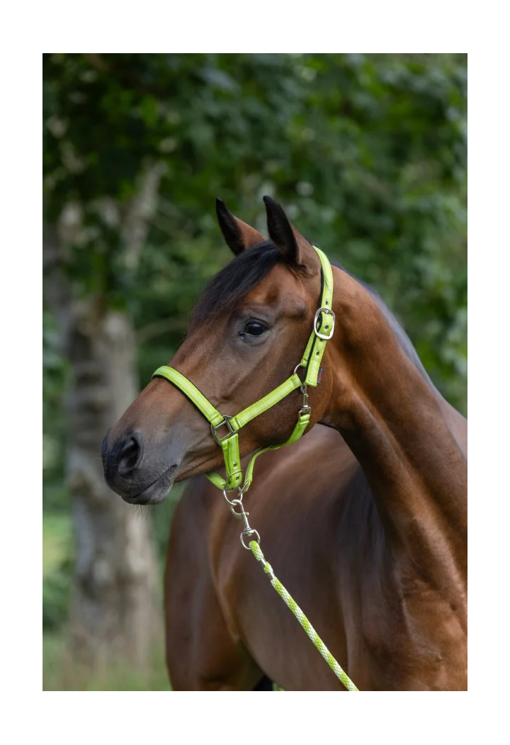 Căpăstru COVALLIERO Mustang