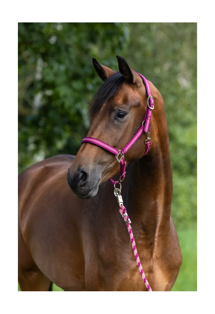 Halfter COVALLIERO Mustang