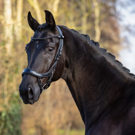 Trense PresTEQ FaySport BlackPearl