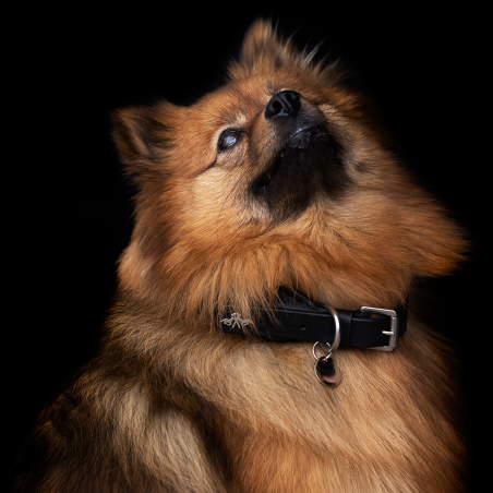 Dog collar HV POLO Franka