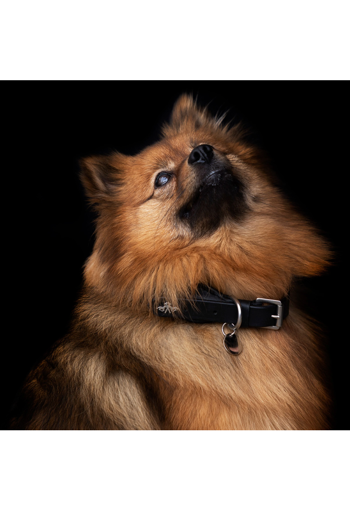 Collare per cani HV POLO Franka