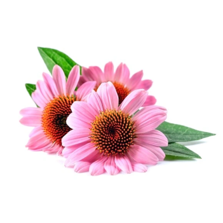 Jeżówka echinacea EQUIHERBS