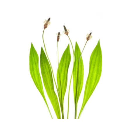 Bunica Lancetoviană EQUIHERBS
