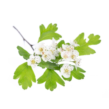 Głóg cały owoc EQUIHERBS