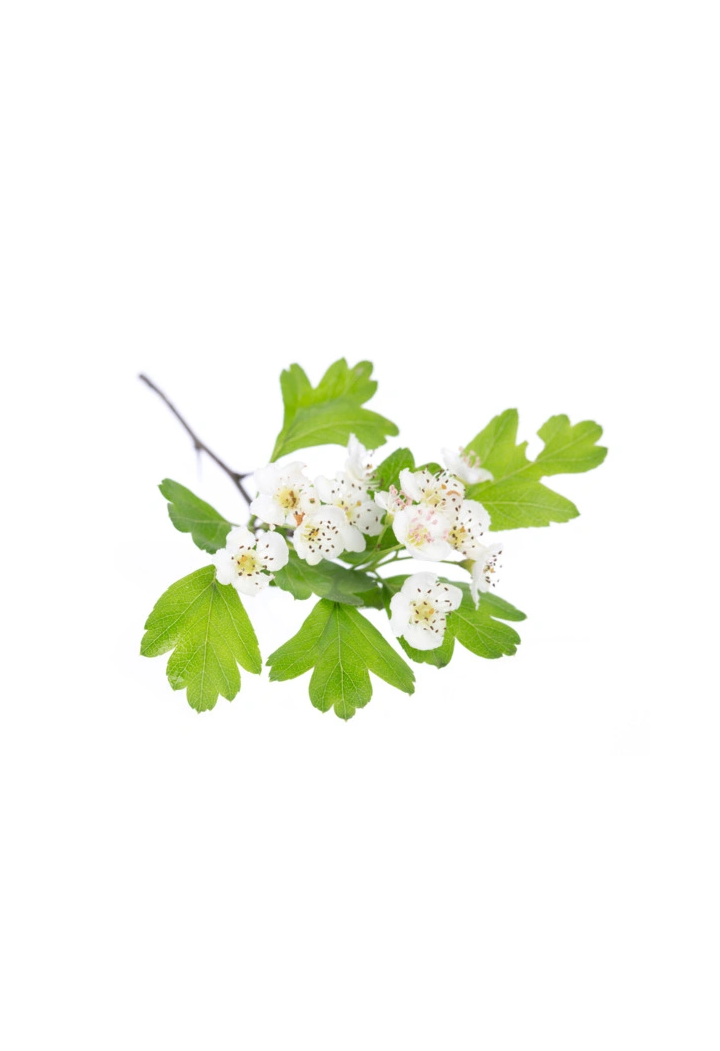 L'intero frutto di EQUIHERBS