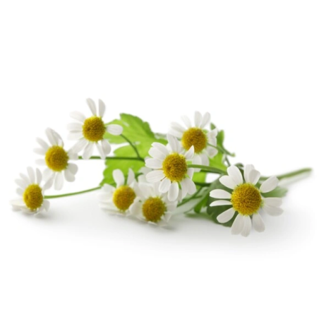 Fiore di camomilla EQUIHERBS