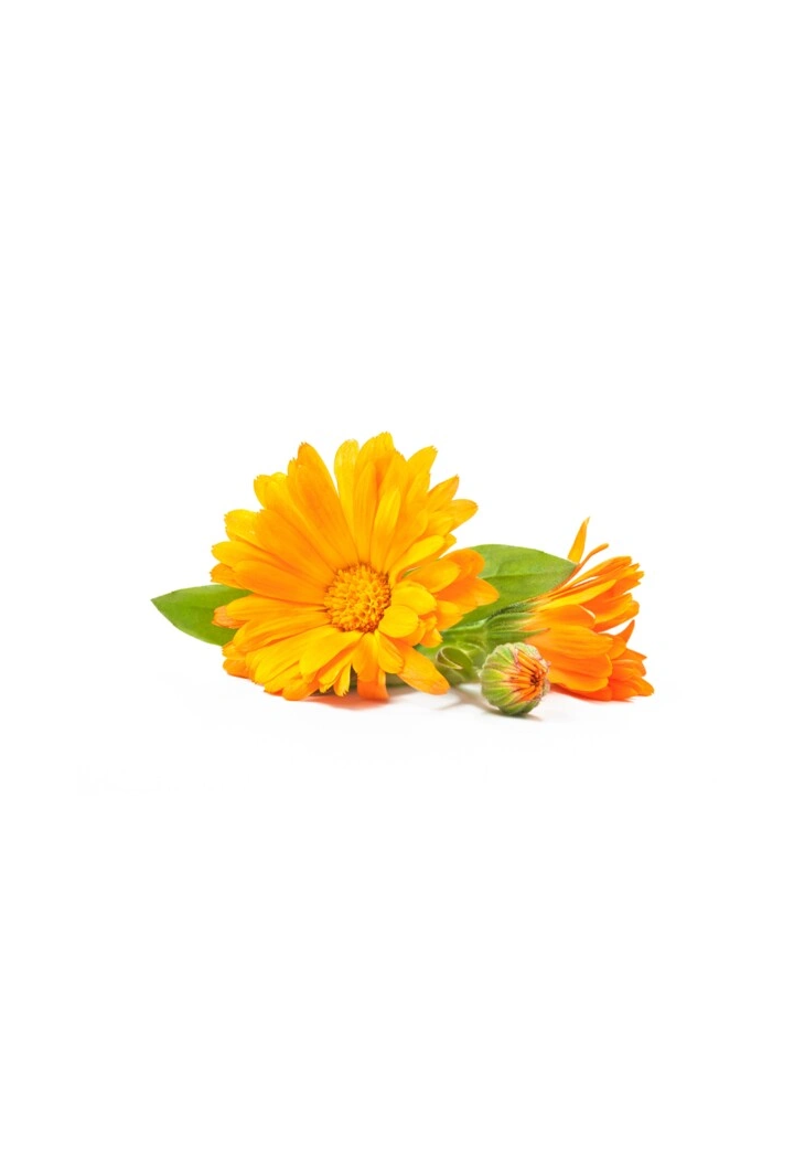 Flori de gălbenele EQUIHERBS