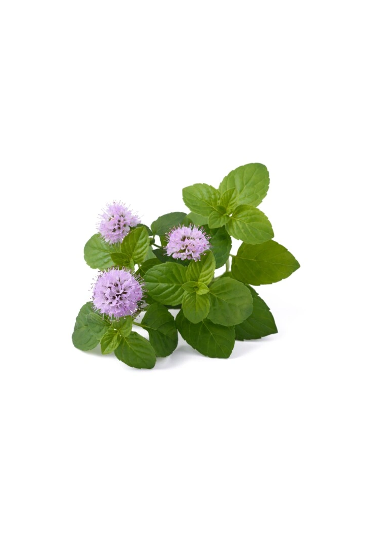 Lemon balm herb EQUIHERBS