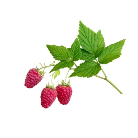 Raspberry leaf EQUIHERBS