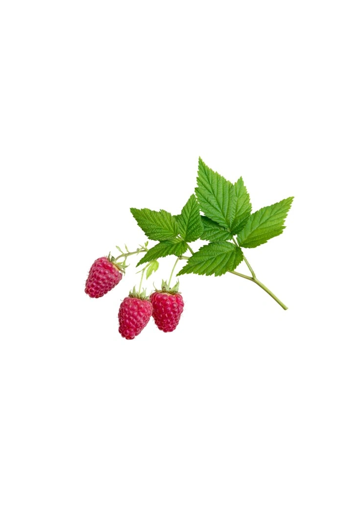 Himbeerblatt EQUIHERBS