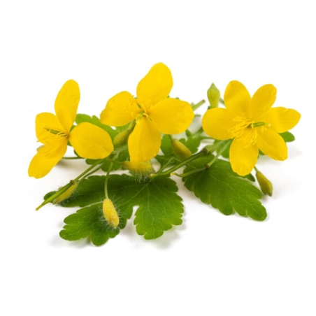 Celidonia EQUIHERBS