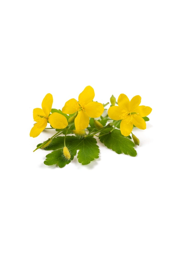 Celidonia EQUIHERBS