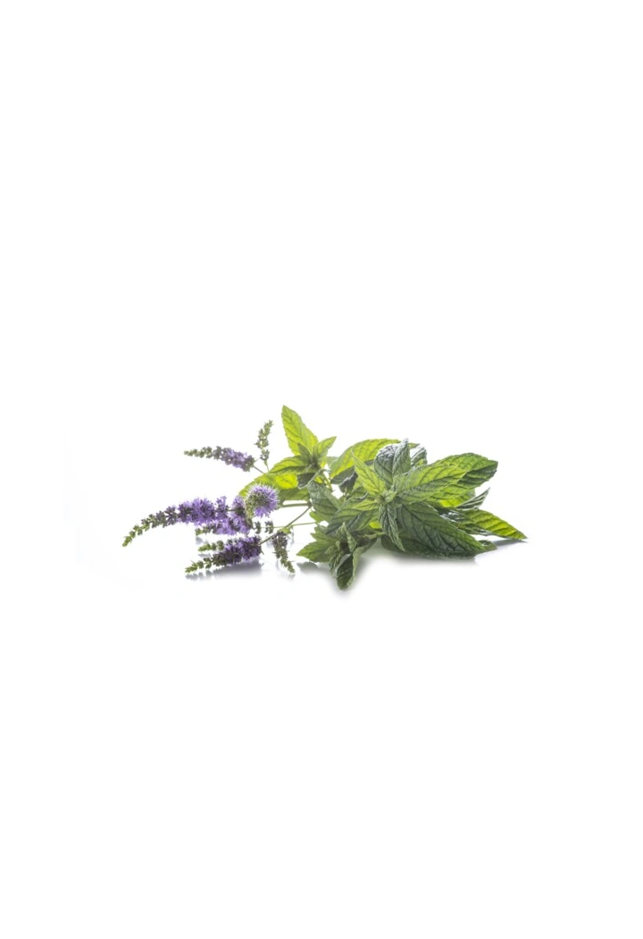 Mentă EQUIHERBS