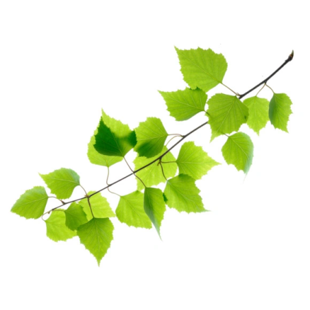 Brown leaf EQUIHERBS