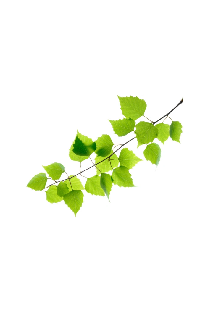 Hnědý list EQUIHERBS