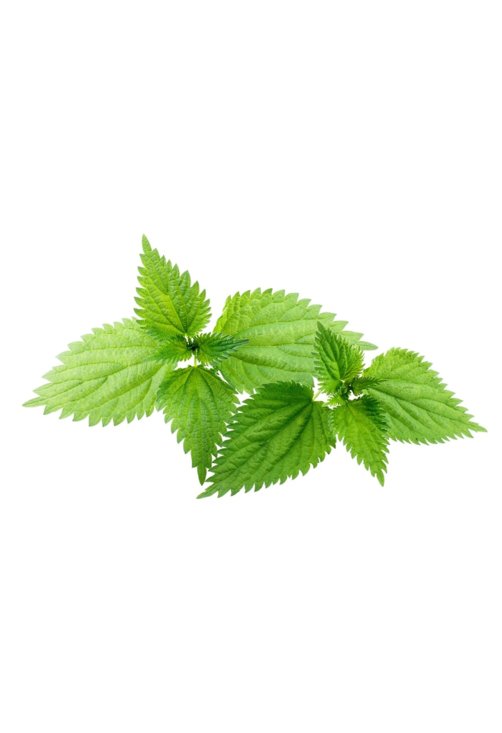 EQUIHERBS curvatura comune