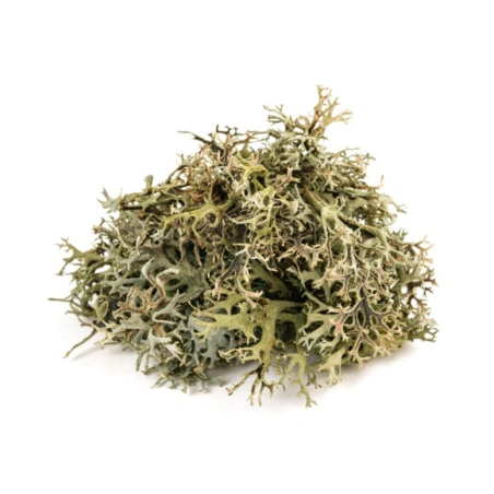 Icelandic lichen EQUIHERBS