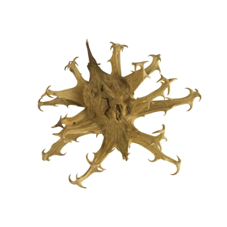 Claw terra nera EQUIHERBS