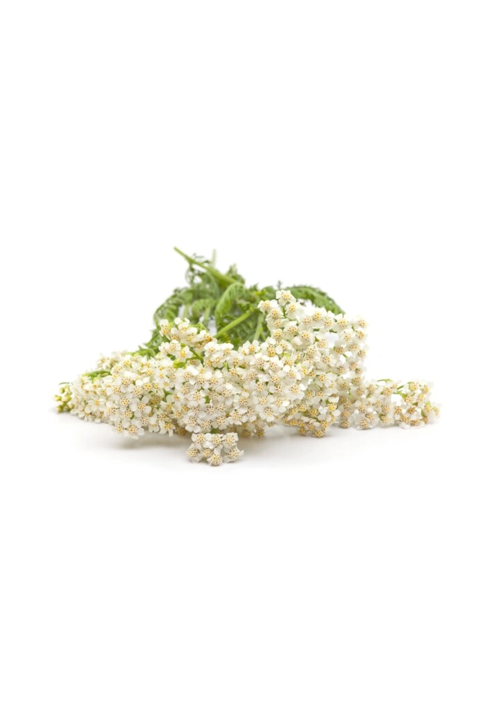 Yarrow EQUIHERBS