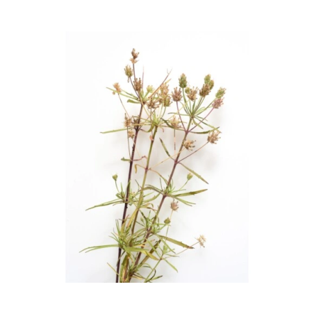 EQUIHERBS Flohsamen