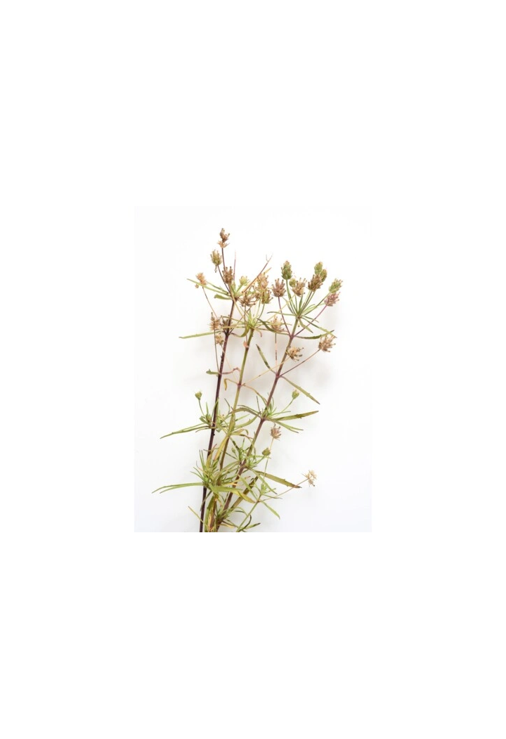 Psyllium EQUIHERBS
