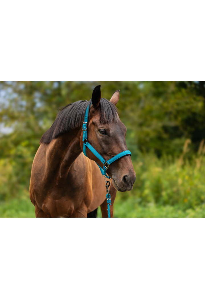 Headcollar START Satin