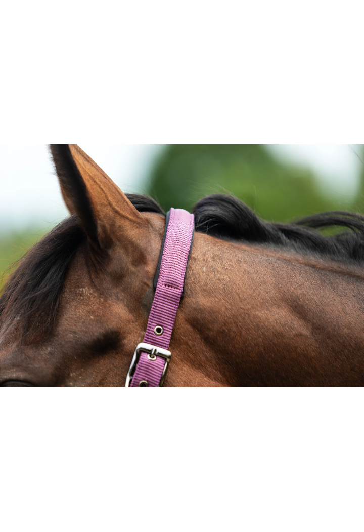 Headcollar START Satin