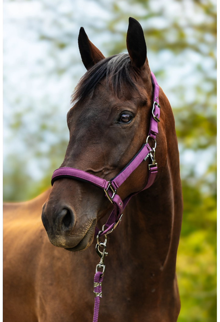 Headcollar START Satin