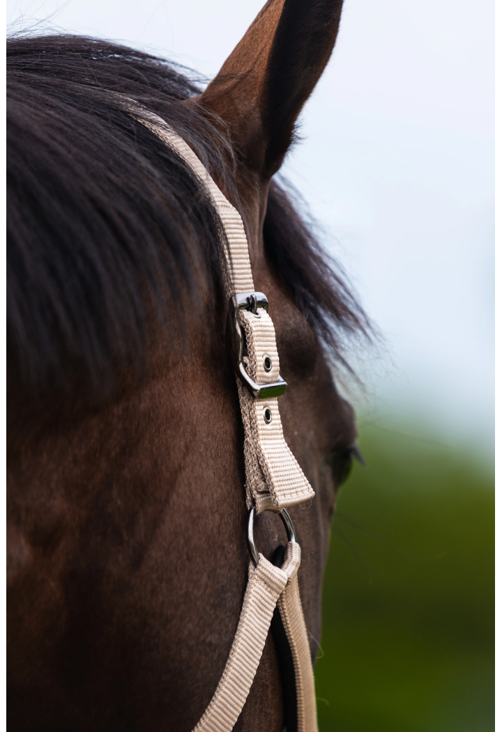 Headcollar START Satin