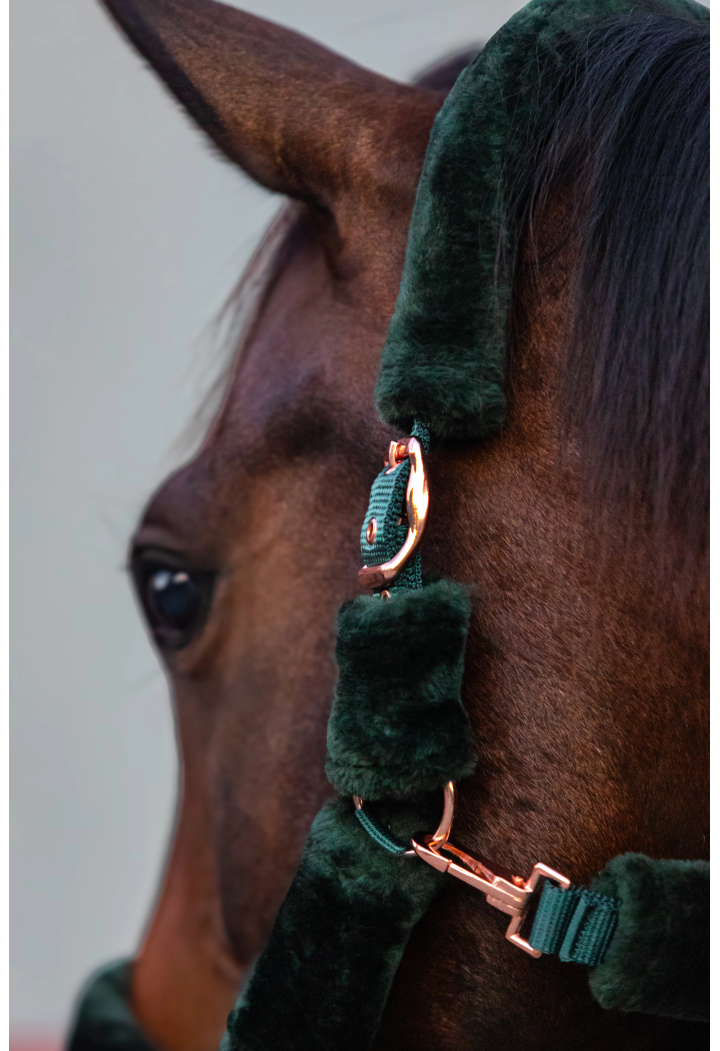 Halfter START Teddy RoseGold