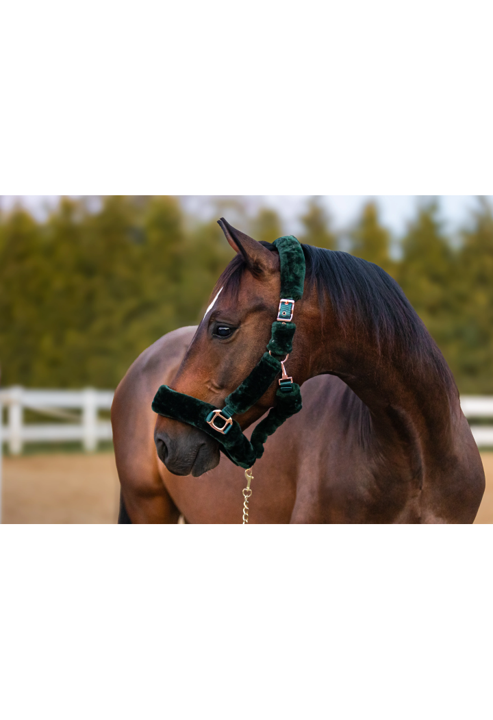 Headcollar START Teddy RoseGold