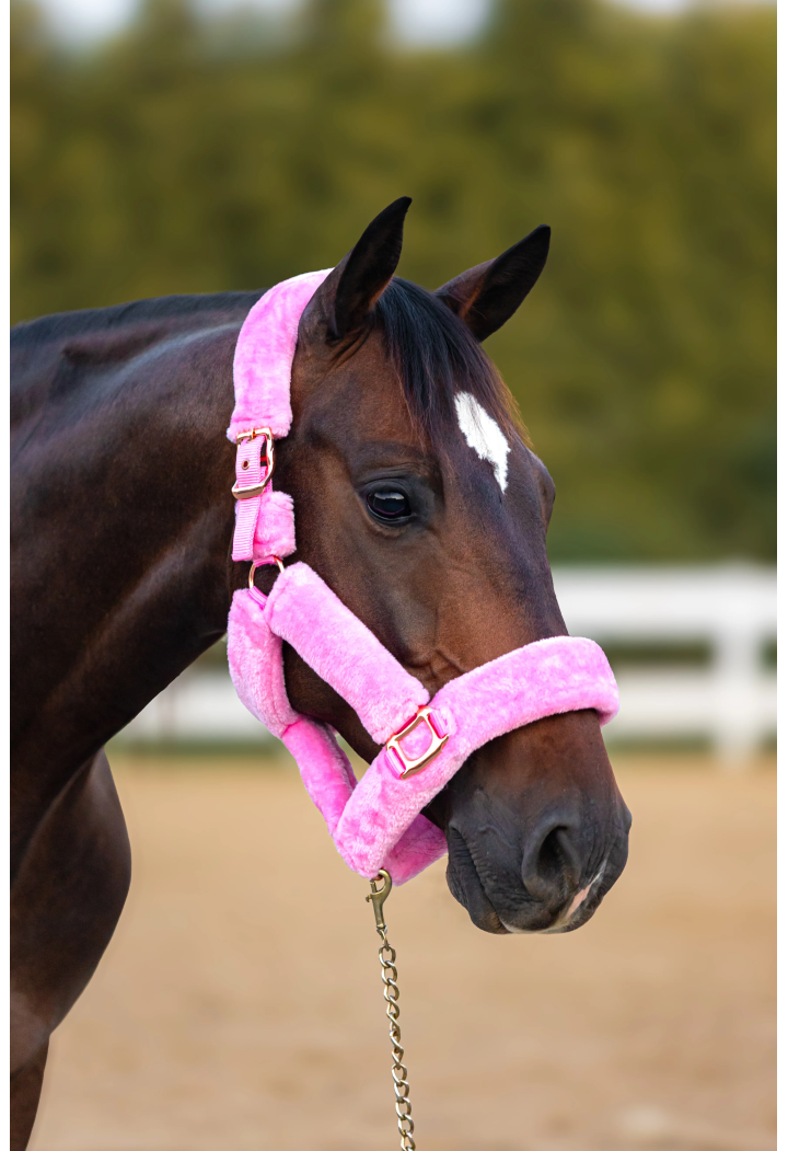 Headcollar START Teddy RoseGold